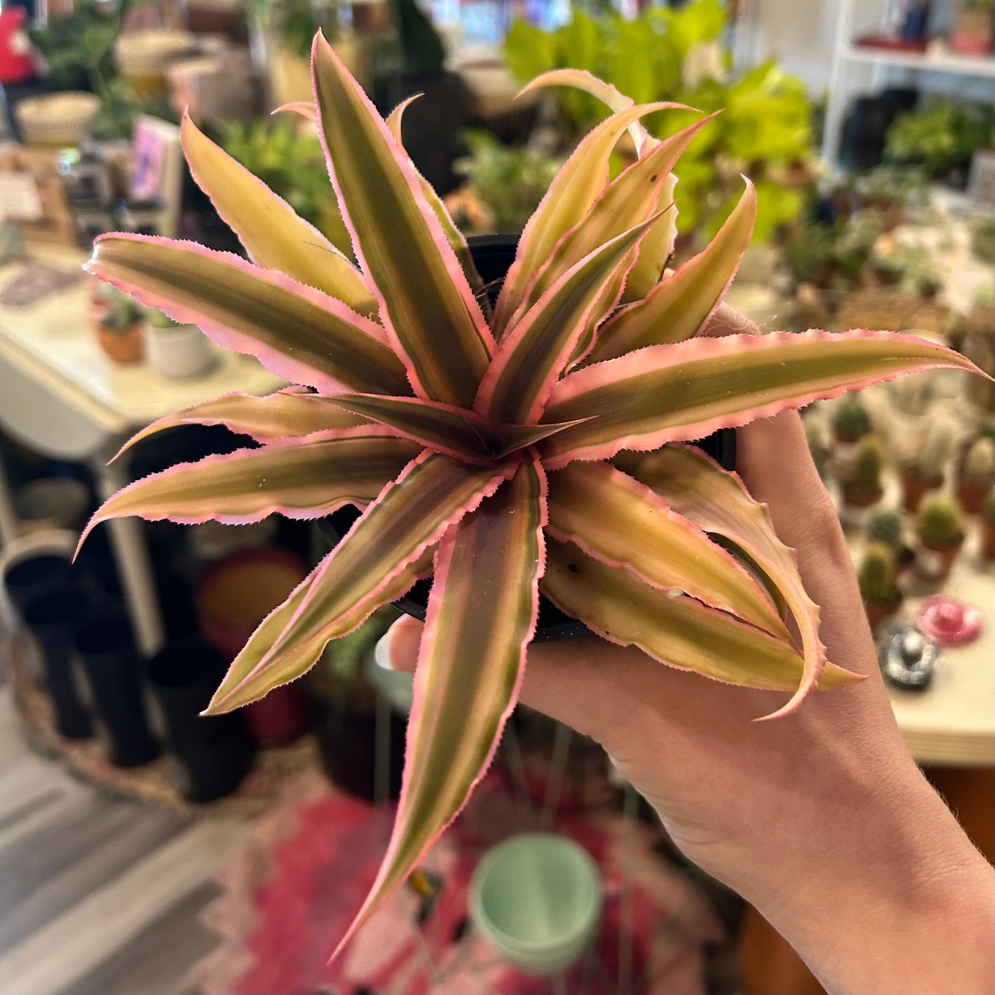 4" Cryptanthus Peach