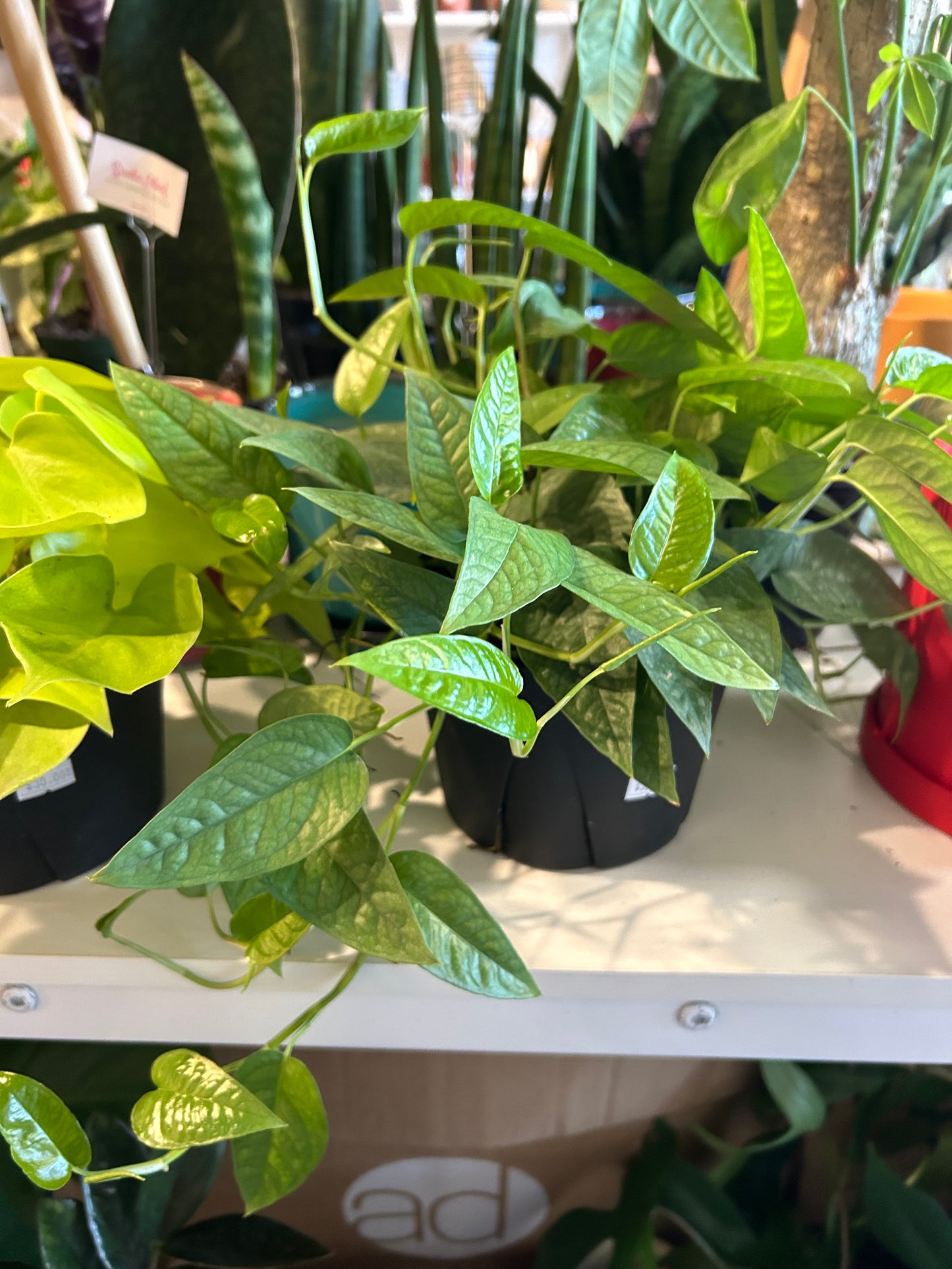 6” Cebu Blue Pothos