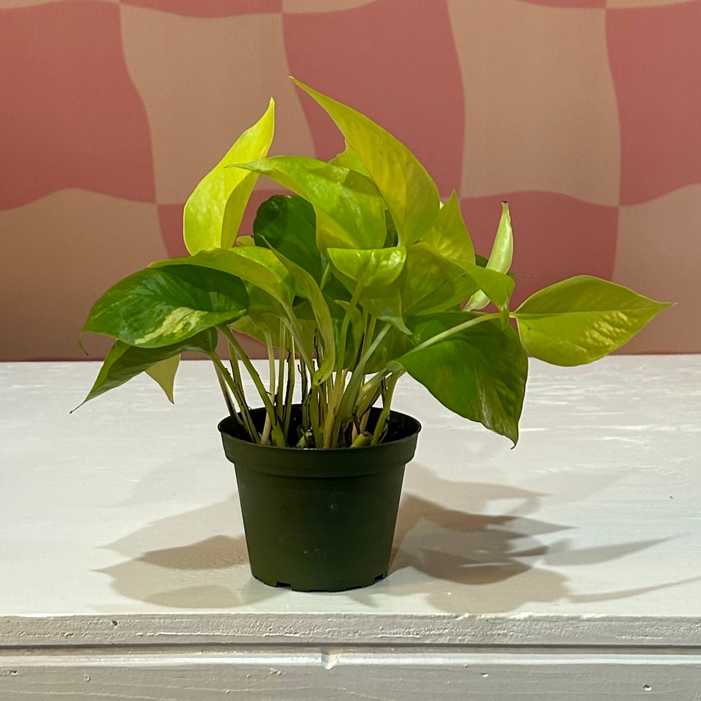 4” Neon Pothos