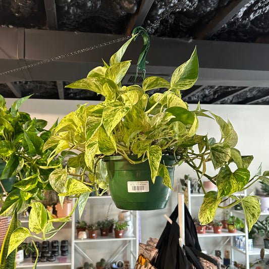 8" Marble Queen Pothos HB