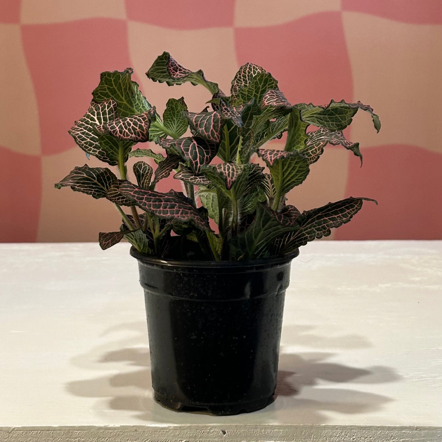 4” Fittonia Pink (Nerve Plant)