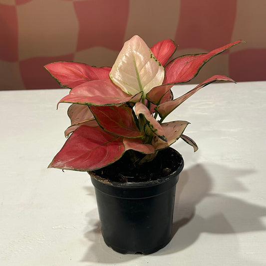 4" Aglaonema Pink