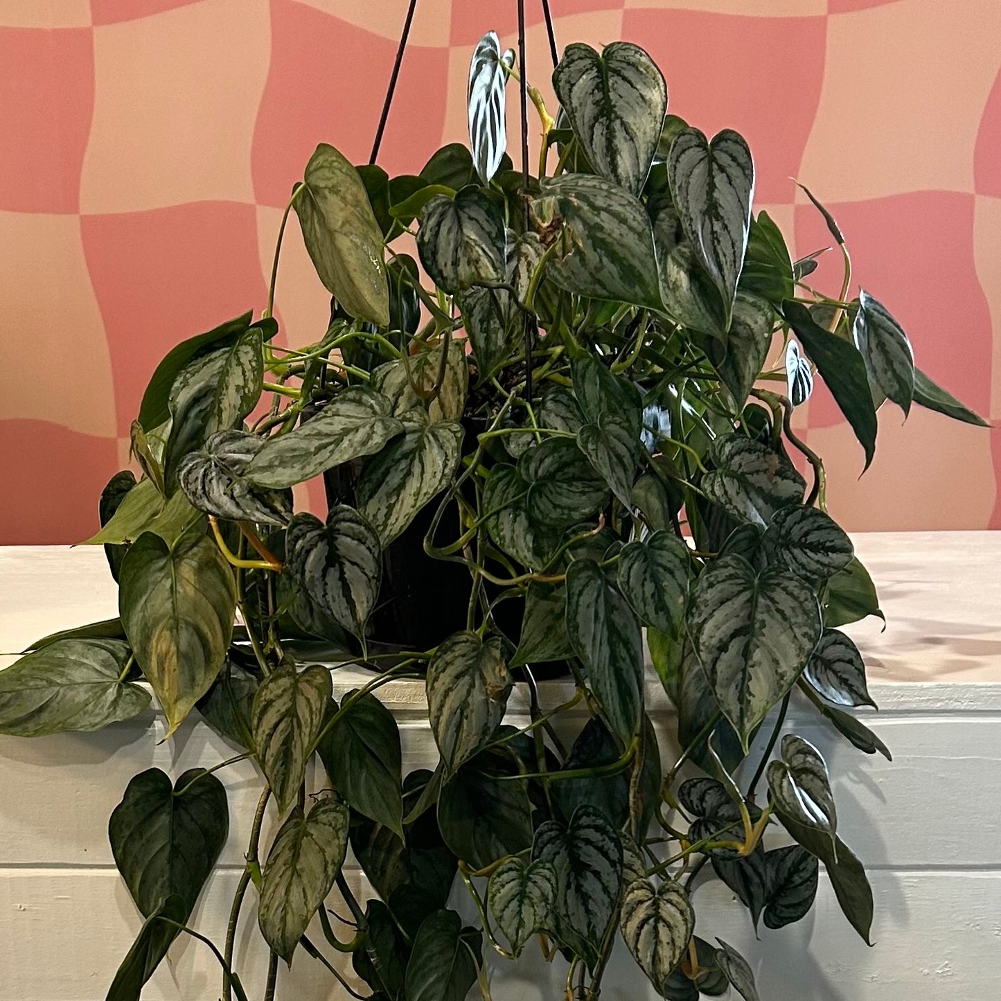 8” Philodendron Brandi HB