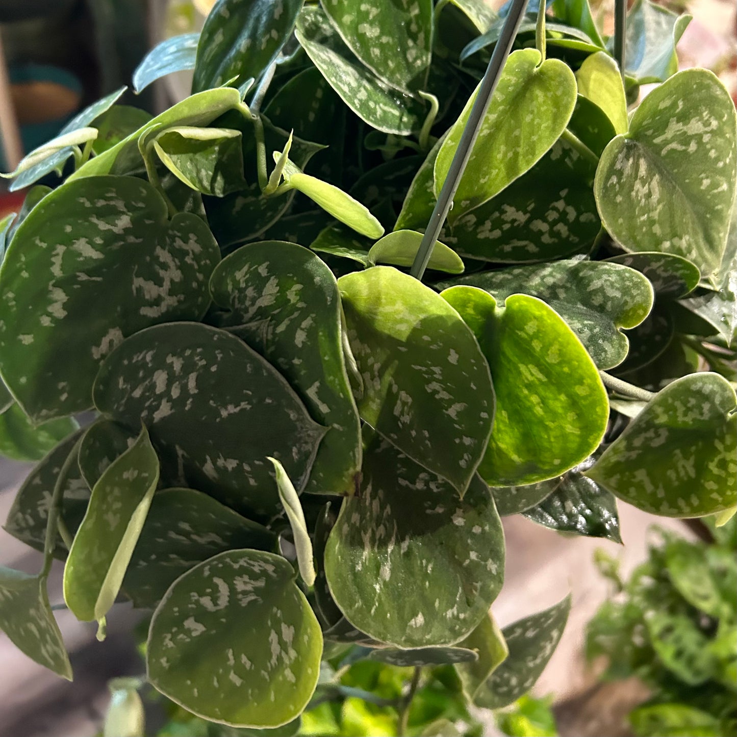 8” Satin Pothos HB (Scindapsus Pictus)