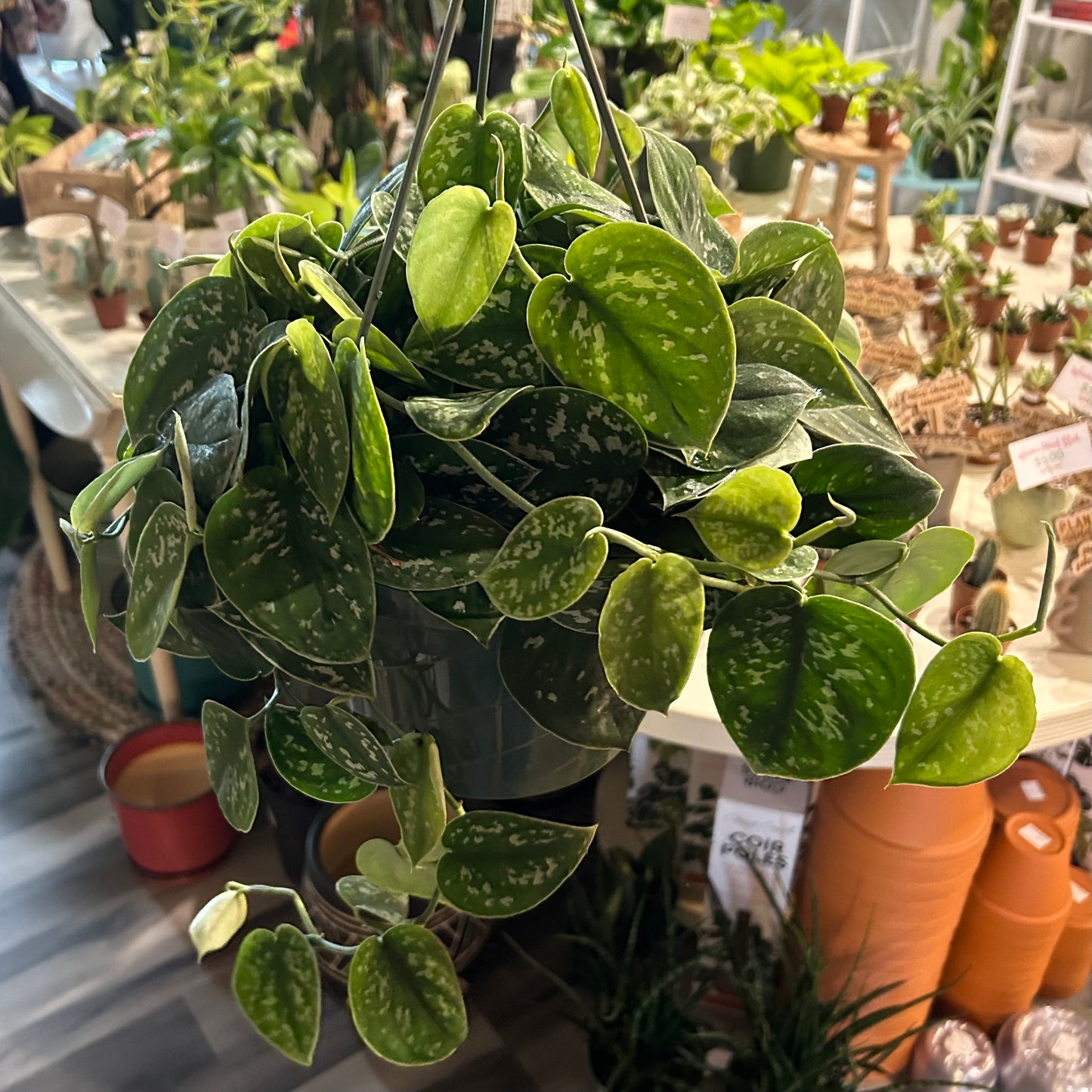 8” Satin Pothos HB (Scindapsus Pictus)