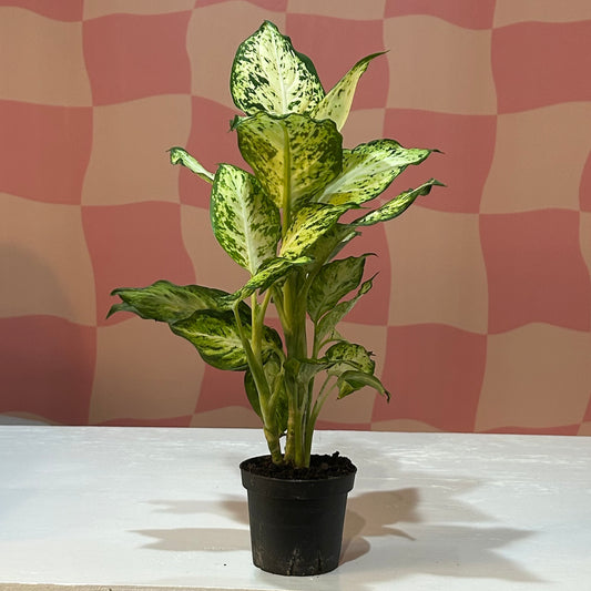 4” Dieffenbachia Amy