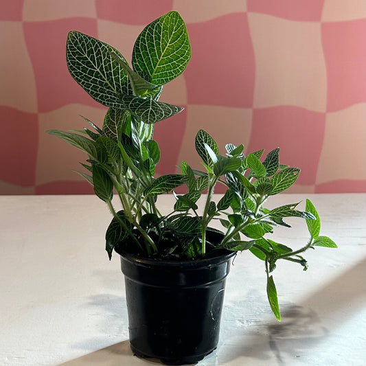 4” Fittonia White (Nerve Plant)