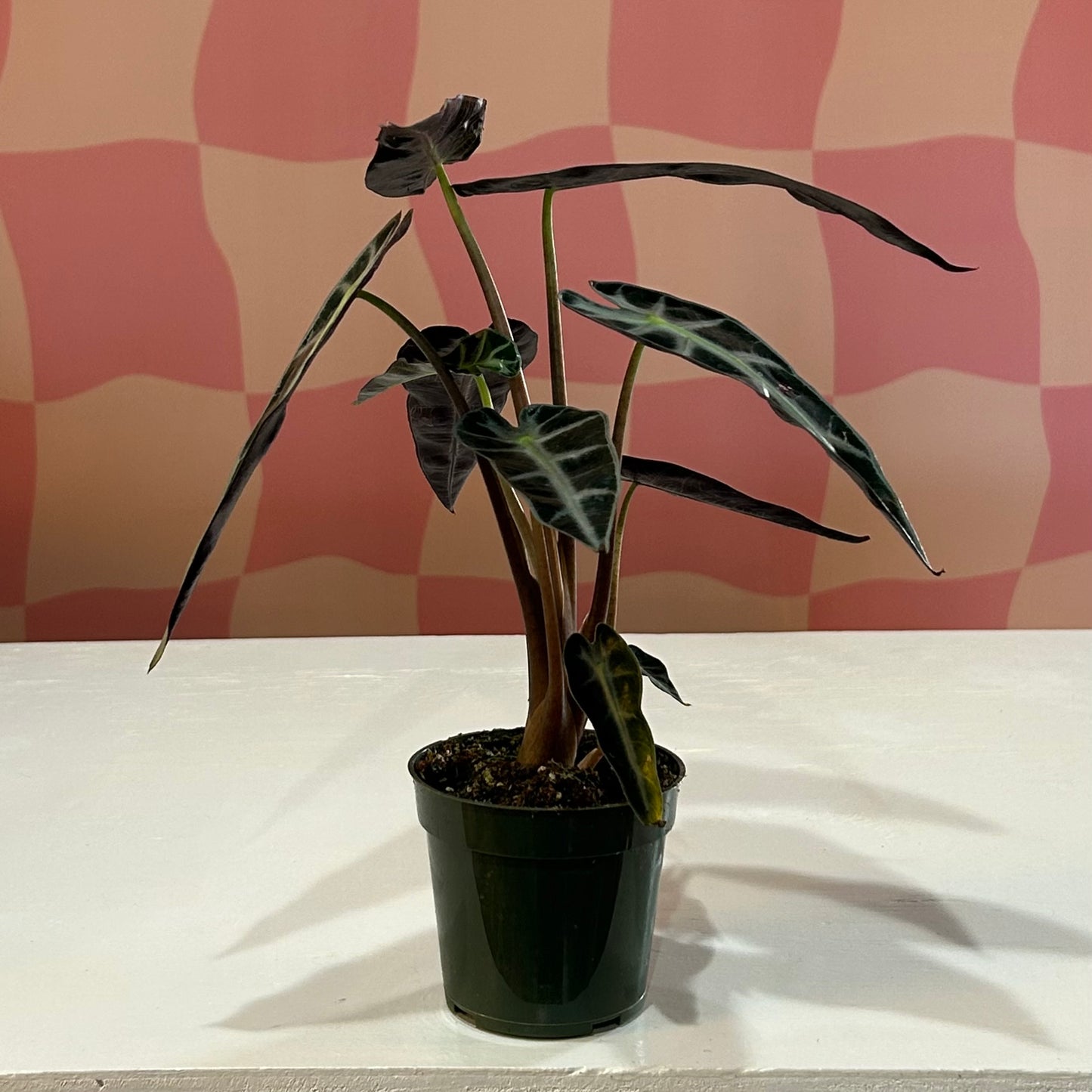 4” Alocasia Bambino