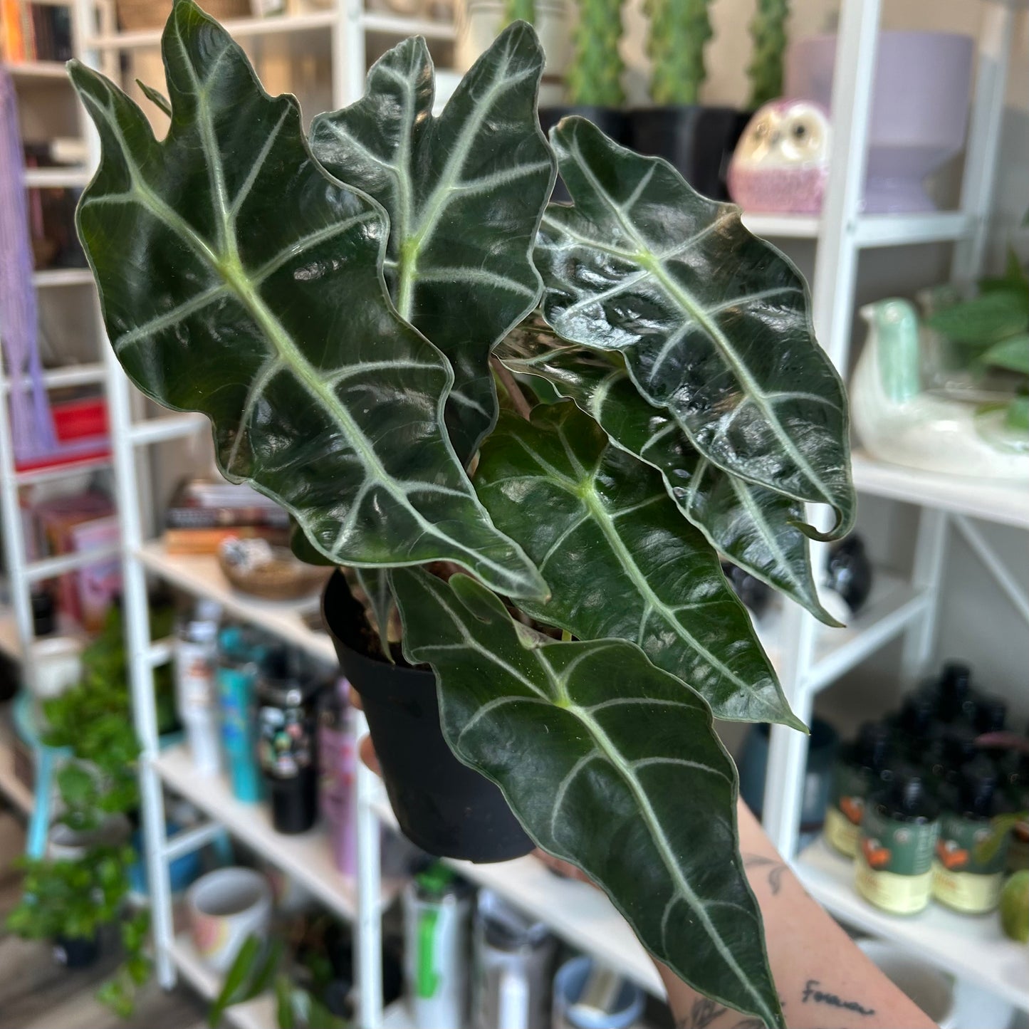 4” Alocasia Polly