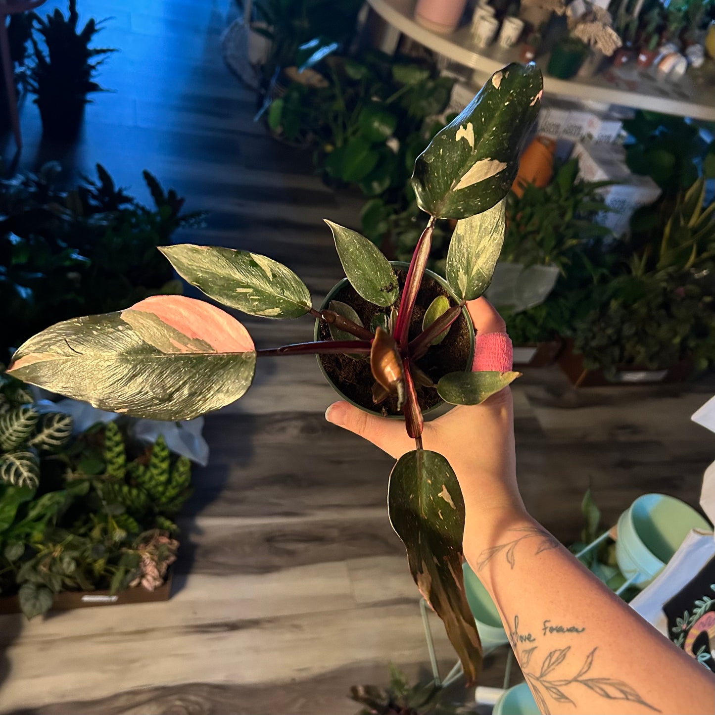 4” Philodendron Pink Princess