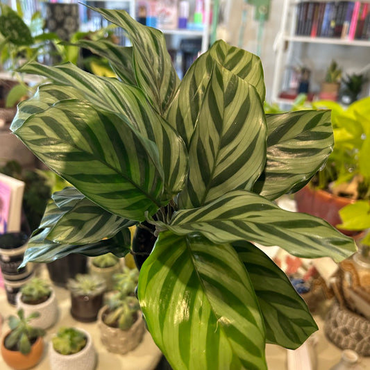 4" Calathea Freddie