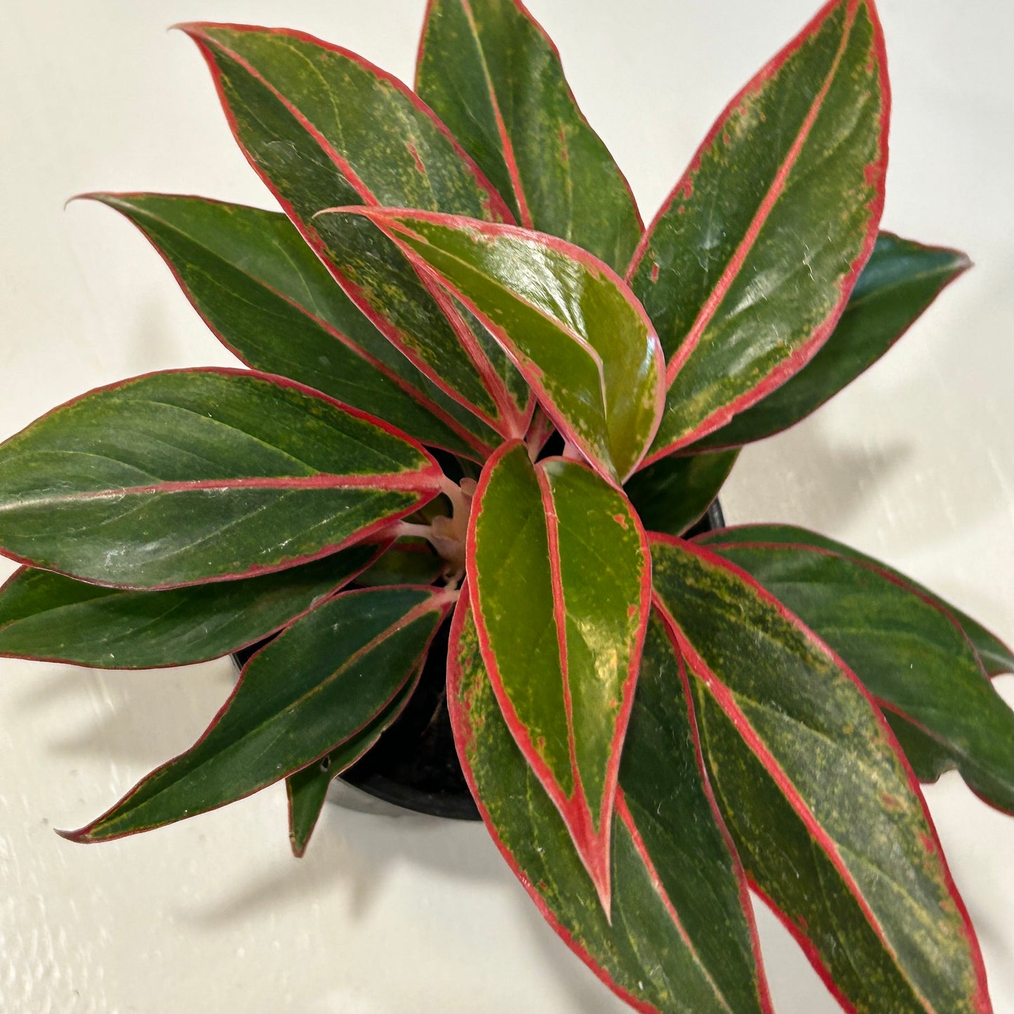 4” Aglaonema Red Hybrid