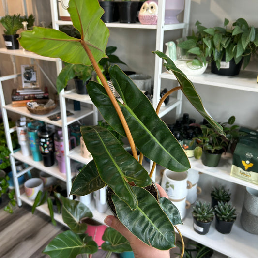 4" Philodendron Billietiae