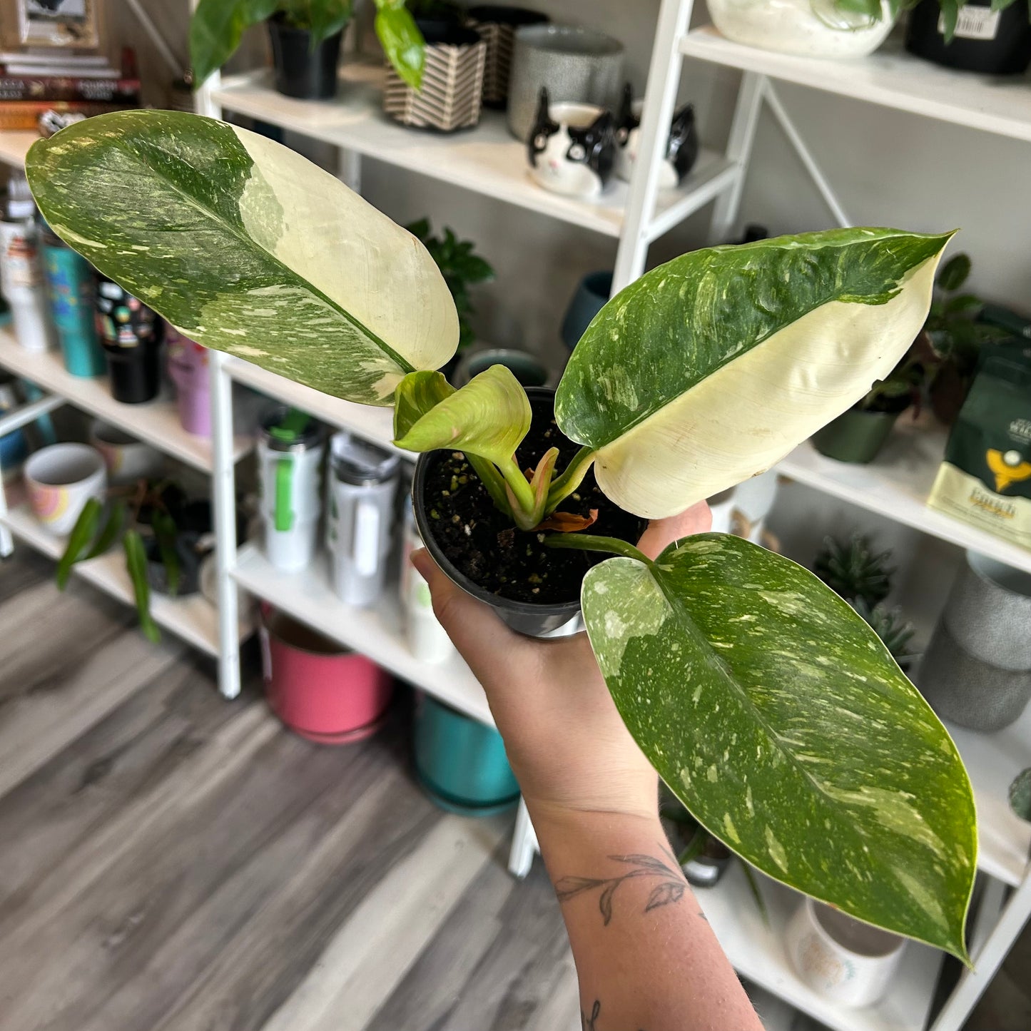 4" Philodendron Congo Nuclear