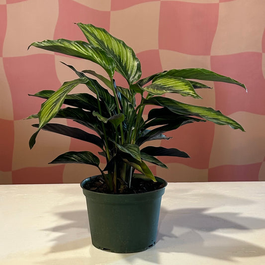 4" Calathea Beauty Star