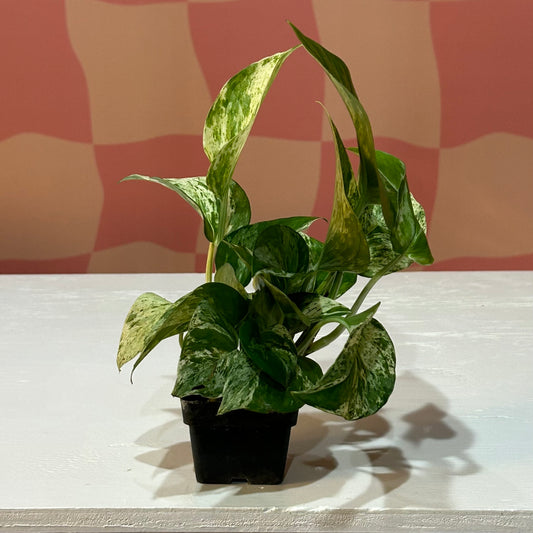 3” Marble Queen Pothos