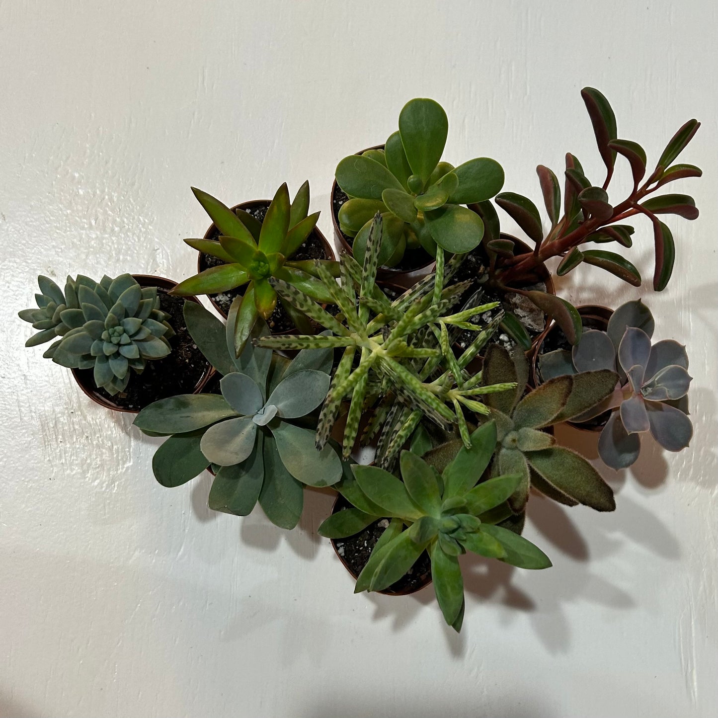 2” Succulent Assortment