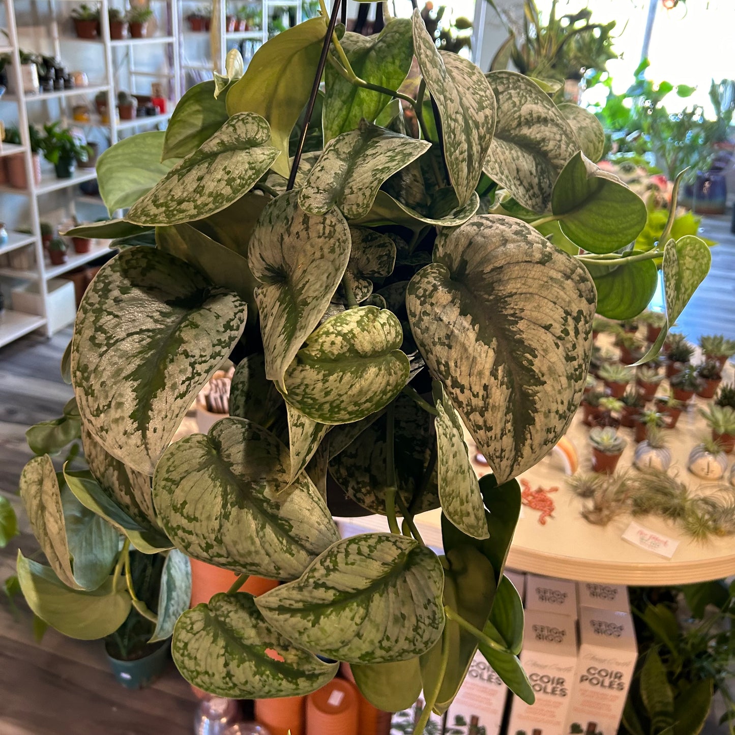 8” Silver Satin Pothos HB (Scindapsus Pictus)