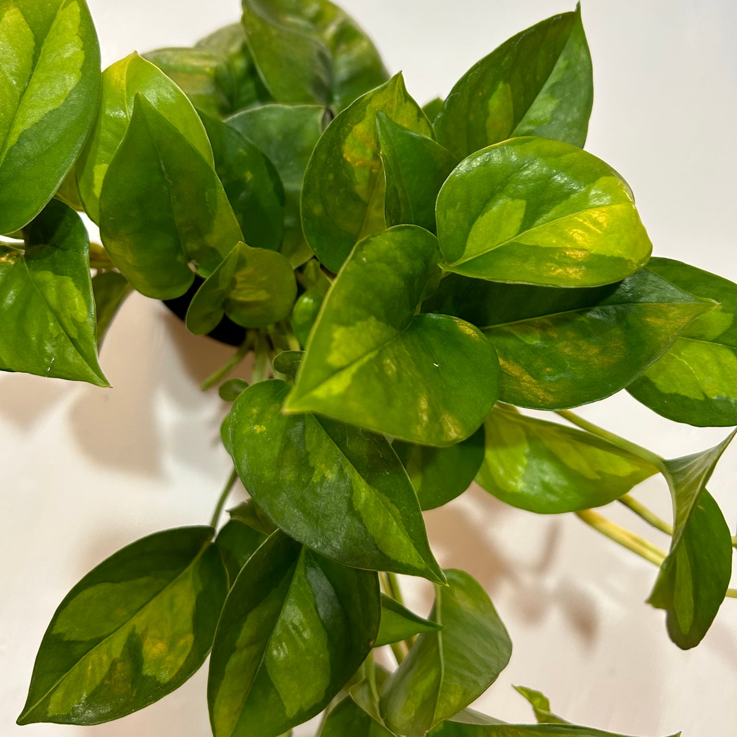 4” Global Green Pothos