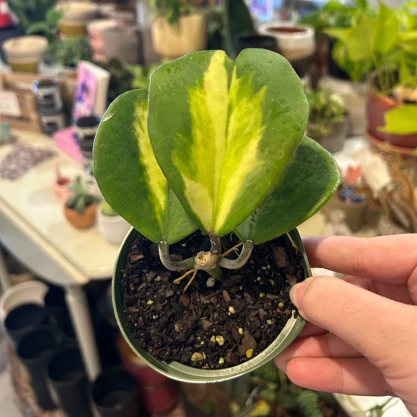 4" Hoya Kerrii Variegated