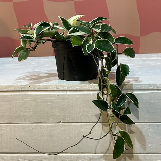 6” Hoya Krimson Queen