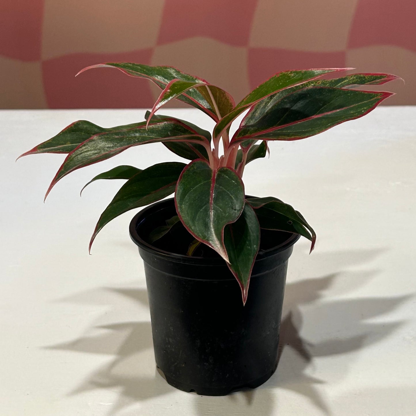 4” Aglaonema Red Hybrid