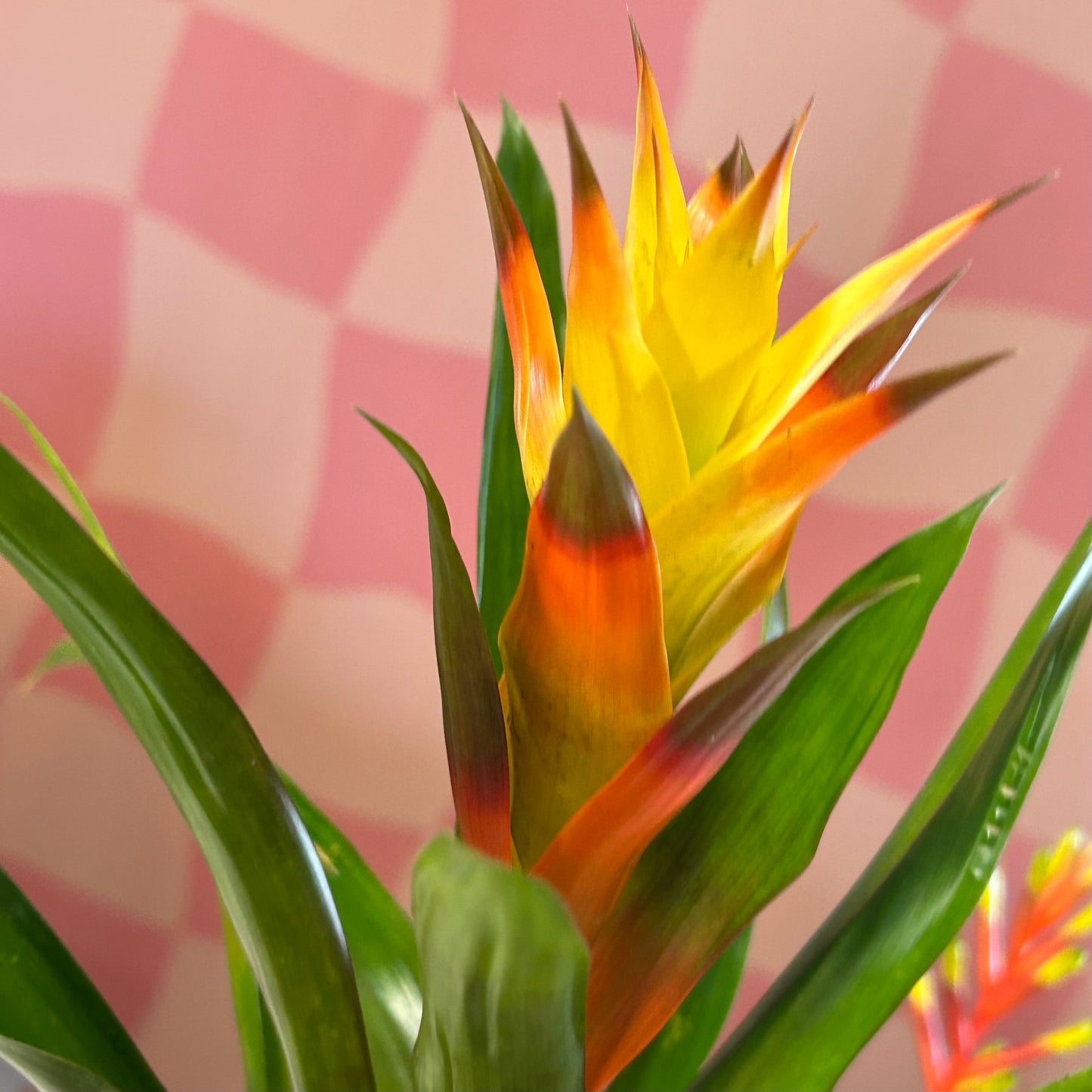 4" Bromeliad Guzmania