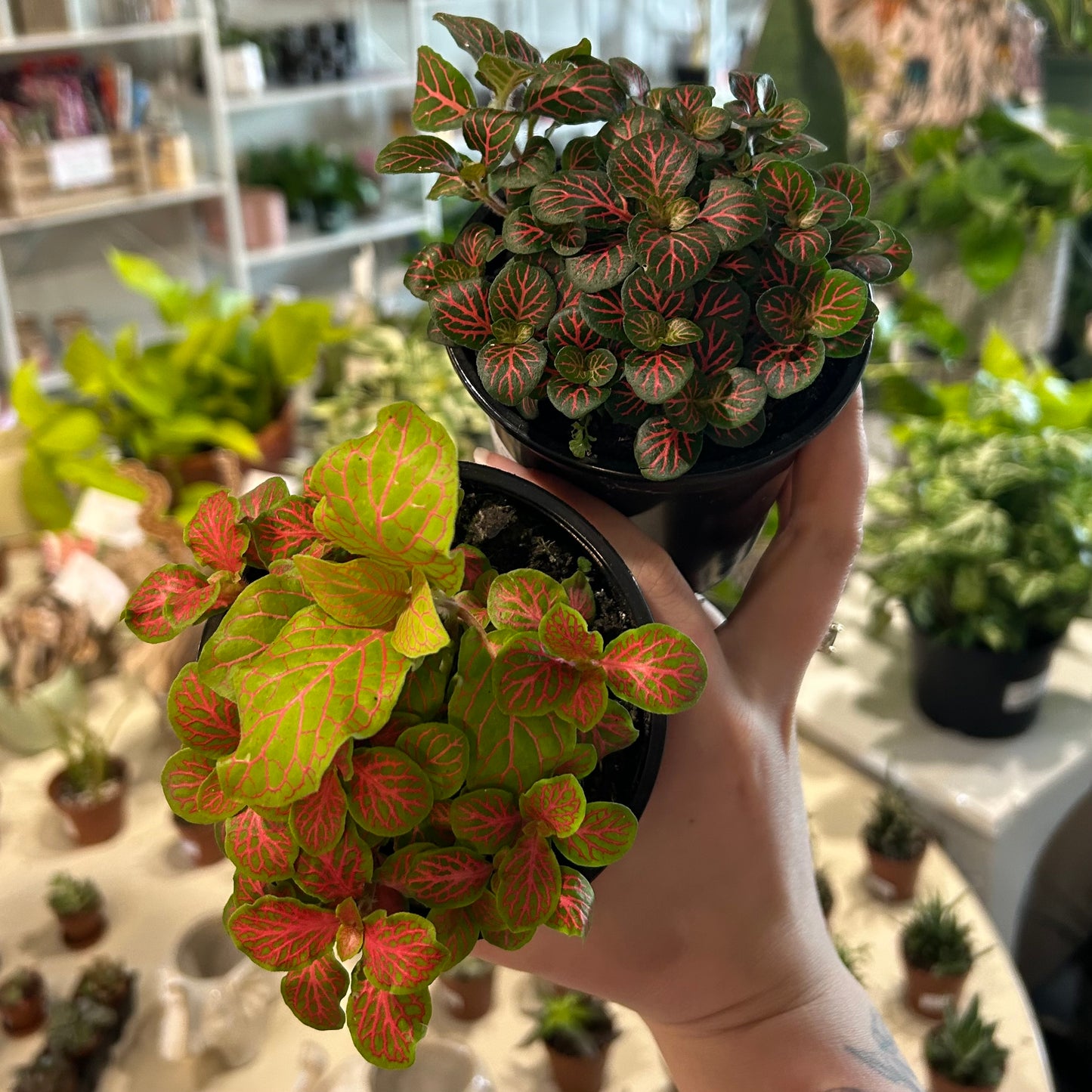 4" Fittonia Tissue Culture (Nerve Plant)