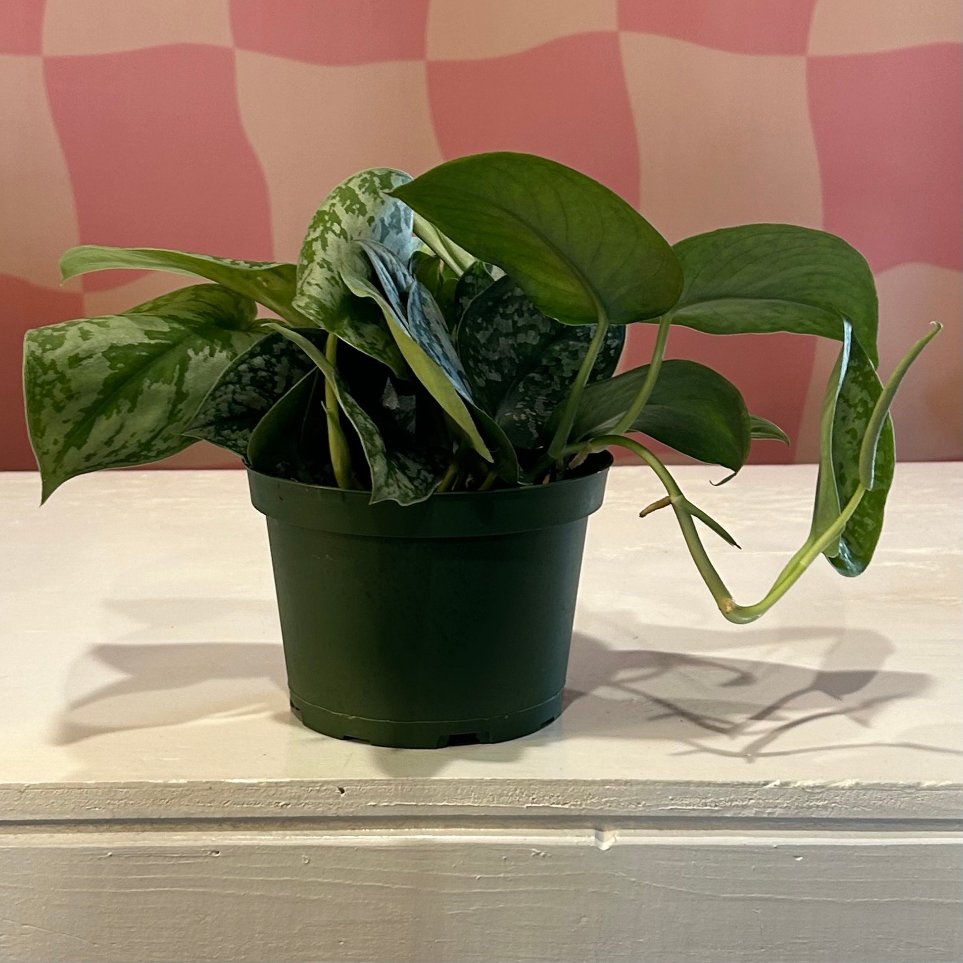 silver satin pothos near me 6" Silver Satin Pothos (Scindapsus Pictus) – Read & Rooted