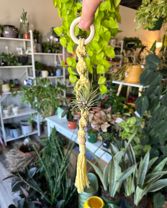 Air Plant Macrame Hanger