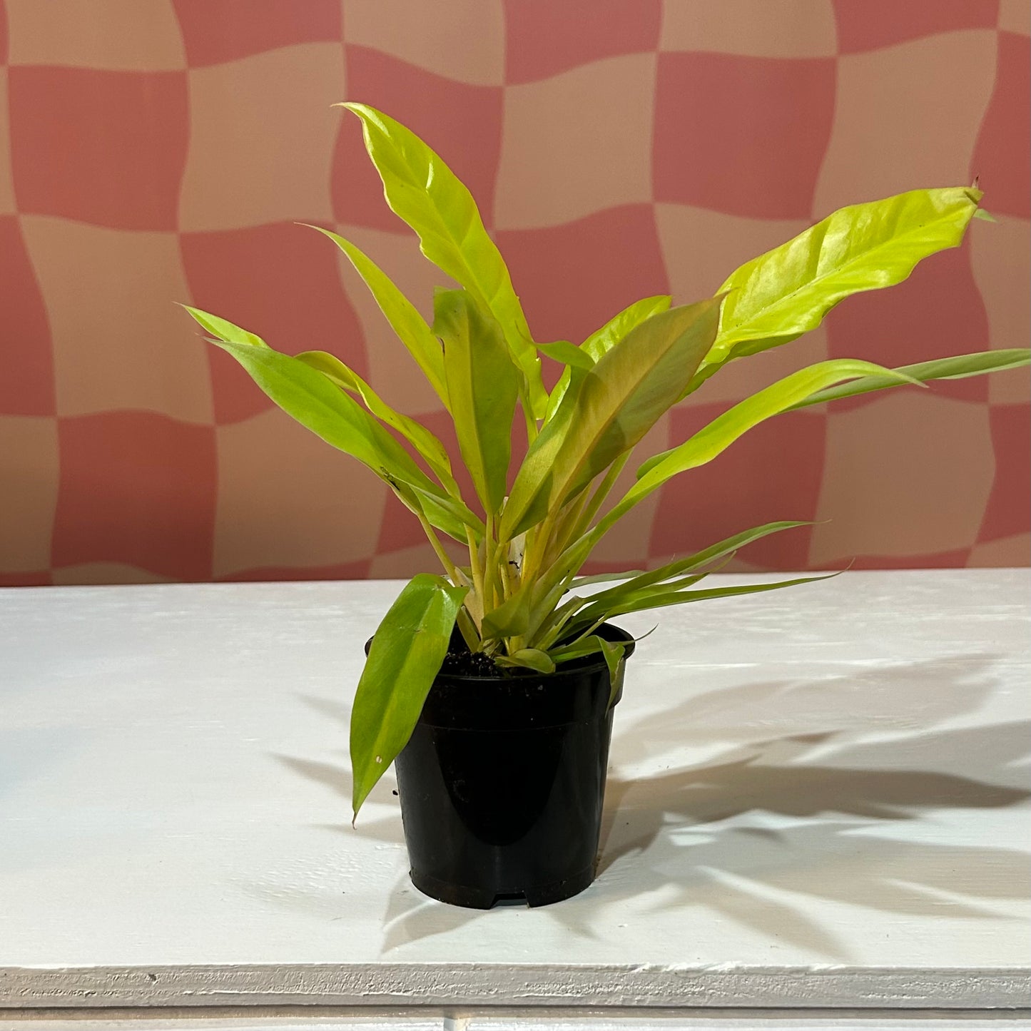 4” Philodendron Golden Crocodile