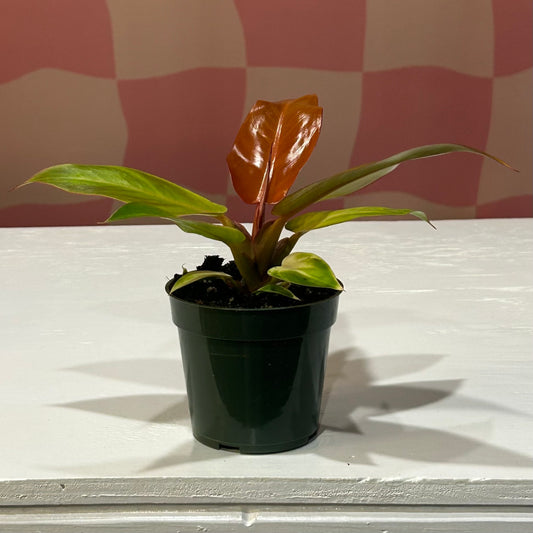 4” Philodendron Red Cherry