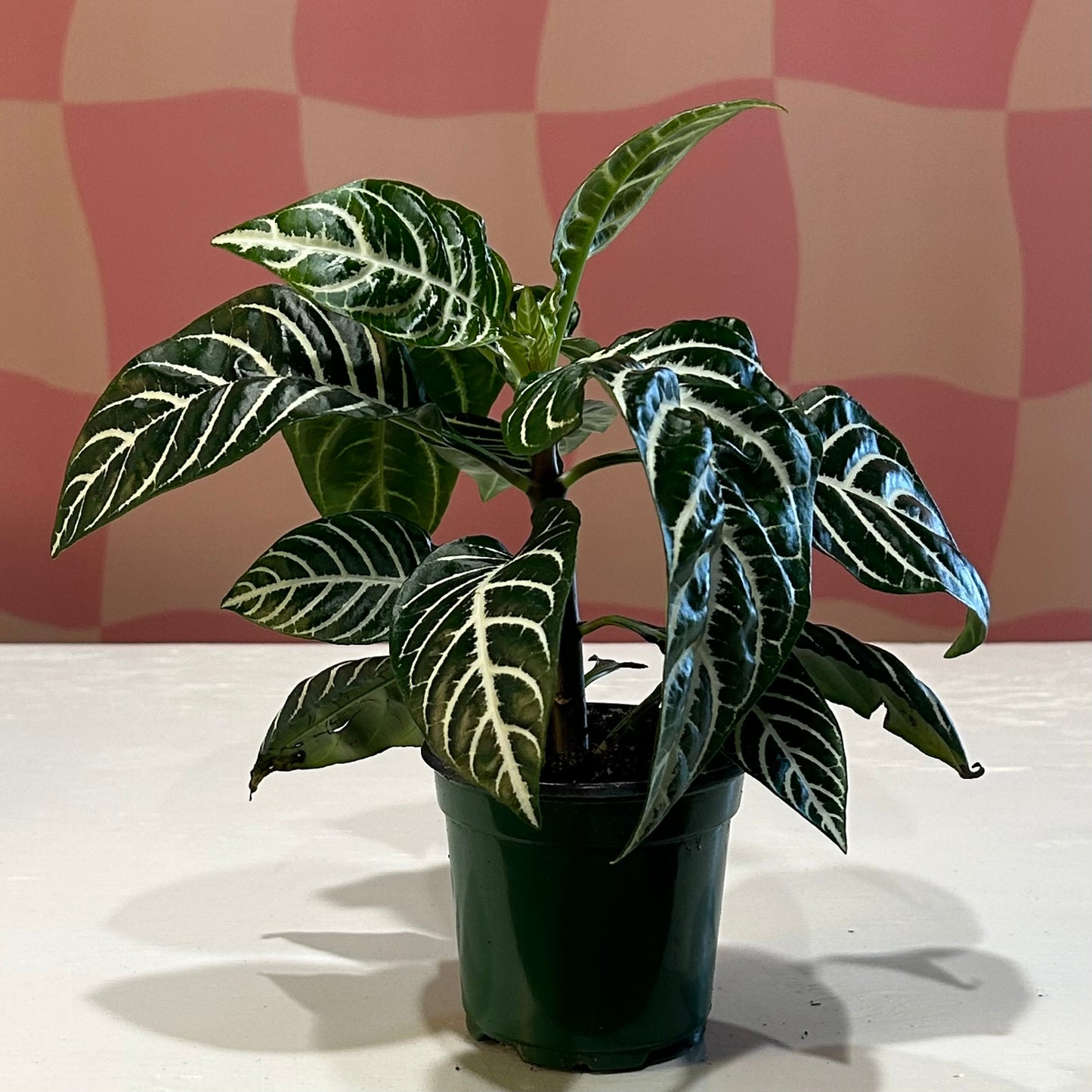 4” Zebra Plant