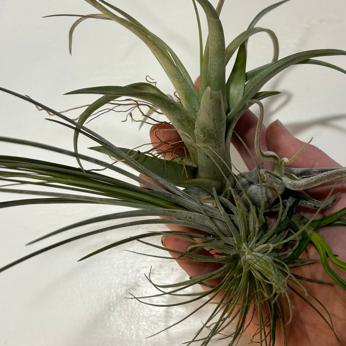 Air Plant Assortment