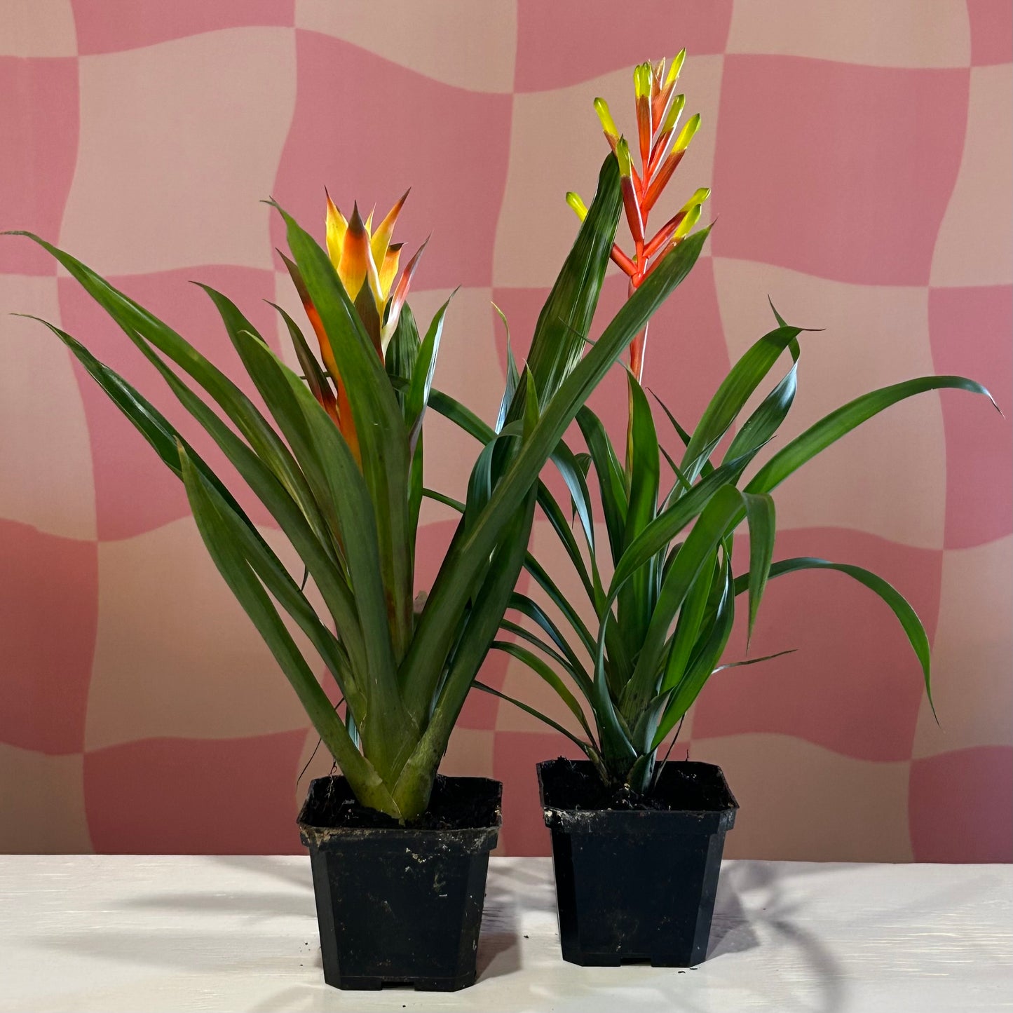 4" Bromeliad Guzmania