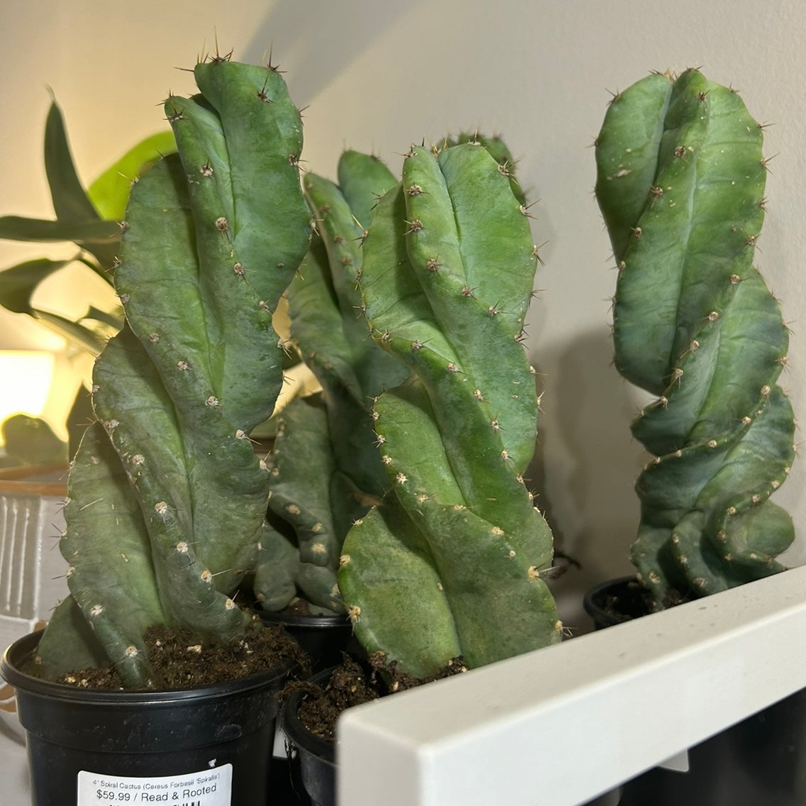 4" Spiral Cactus (Cereus Forbesii 'Spiralis')