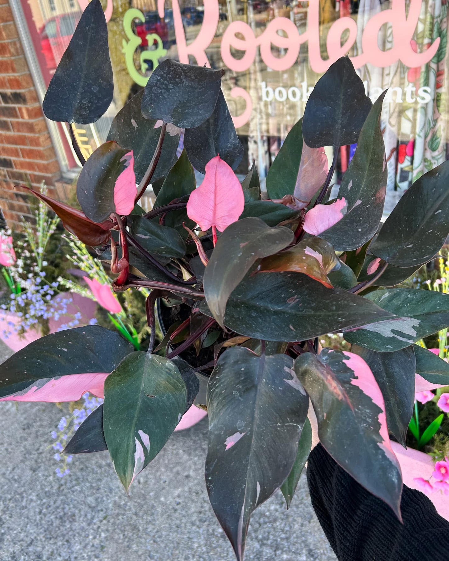 8" Philodendron Pink Princess